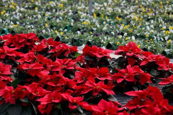 Çiçek boyama ücretsiz yazdırılabilir, çocuklar için çiçek boyama, çiçek dünyasının en güzel temsilcilerinin resimlerini canlandırmak için bir fırsattır. Cicegin Baskenti Kisa Hazirlaniyor