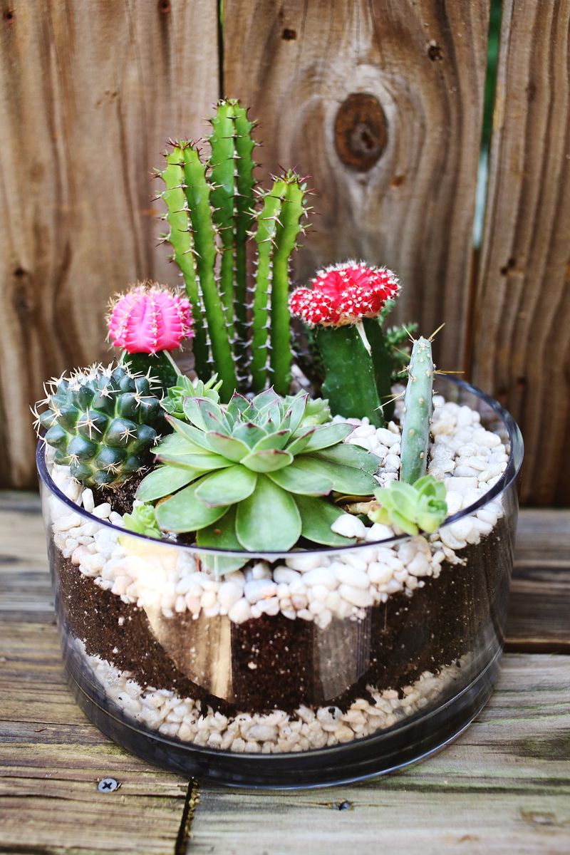 Cactus, how can i kill thee? Planting A Simple Cacti Garden A Beautiful Mess
