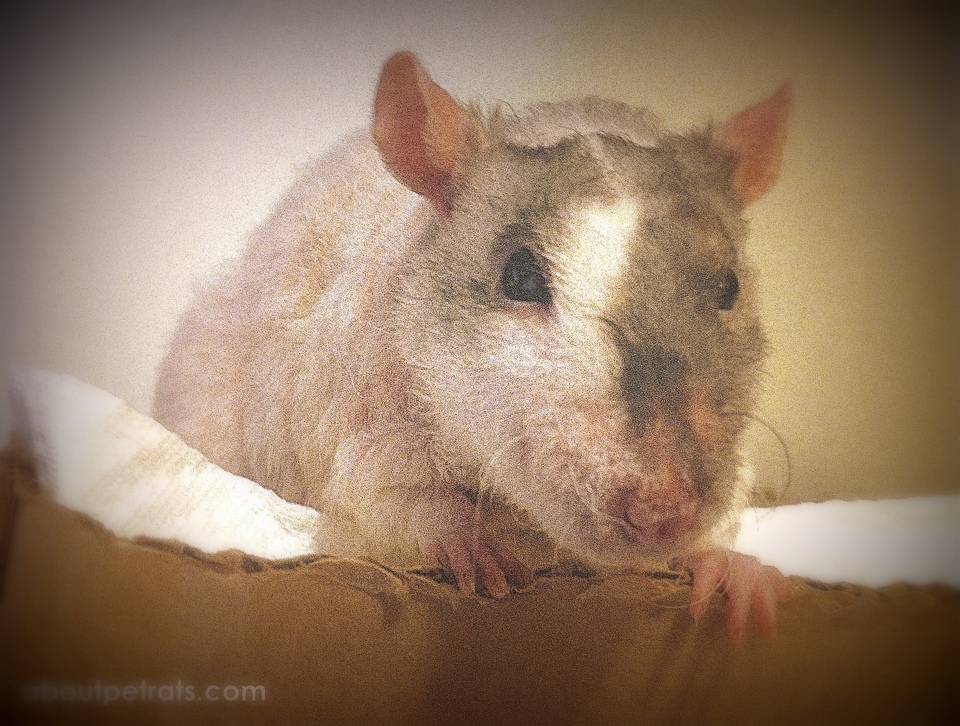 Dean using litter box About Pet Rats