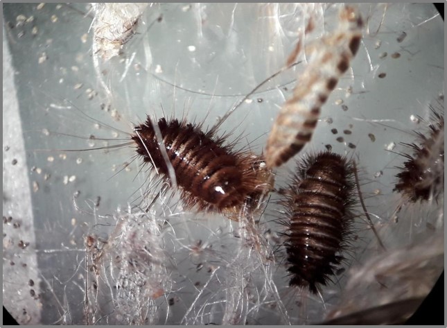 Integrated Pest Management for Collections