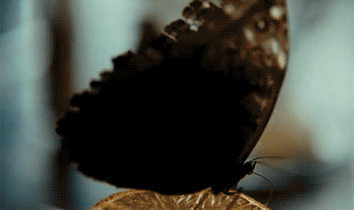 Animacion Gif De Hermosas Mariposas 120 Piezas De Imagenes Animadas