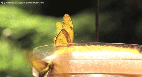 Animacion Gif De Hermosas Mariposas 120 Piezas De Imagenes Animadas