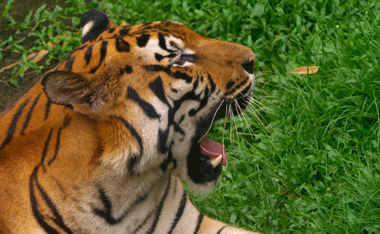 Gifs Of Yawning People And Animals 85 Animated Pics
