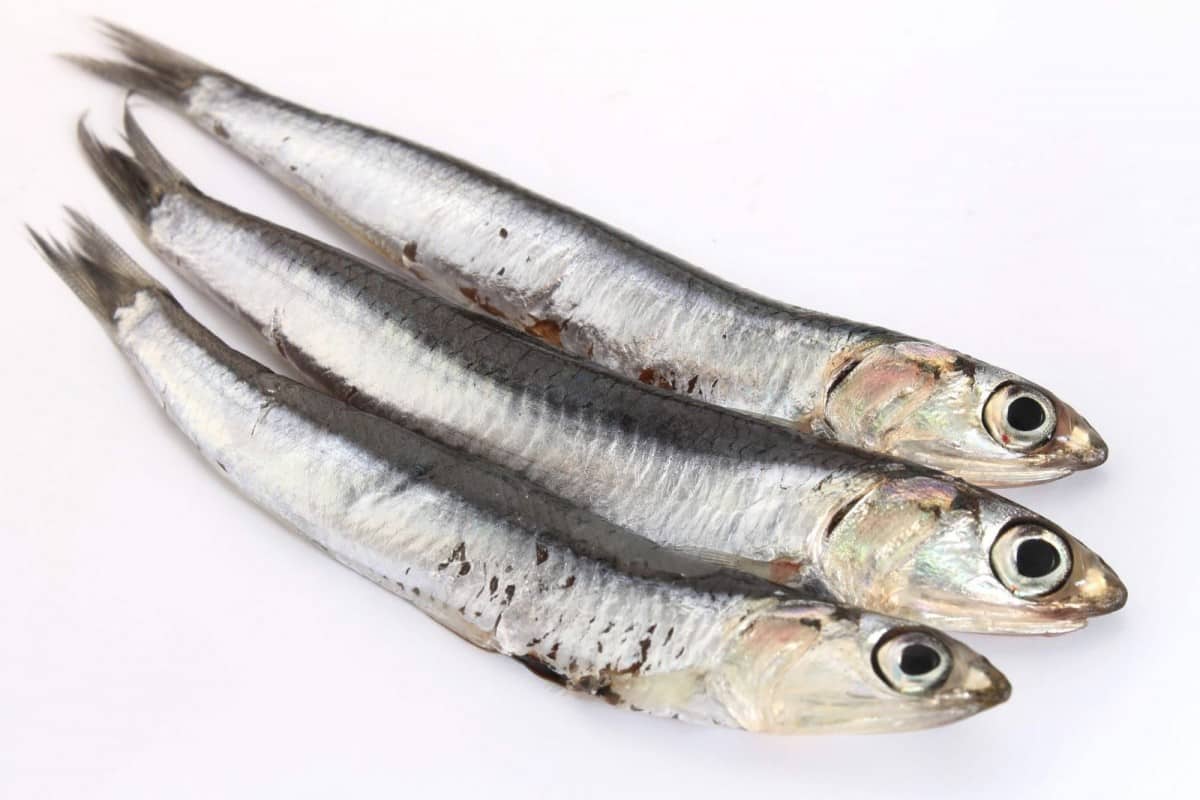 Sie werden wegen ihrer größe häufiger als ganzer fisch verspeist. Propiedades de los boquerones, Â¡aprende a cocinarlos!