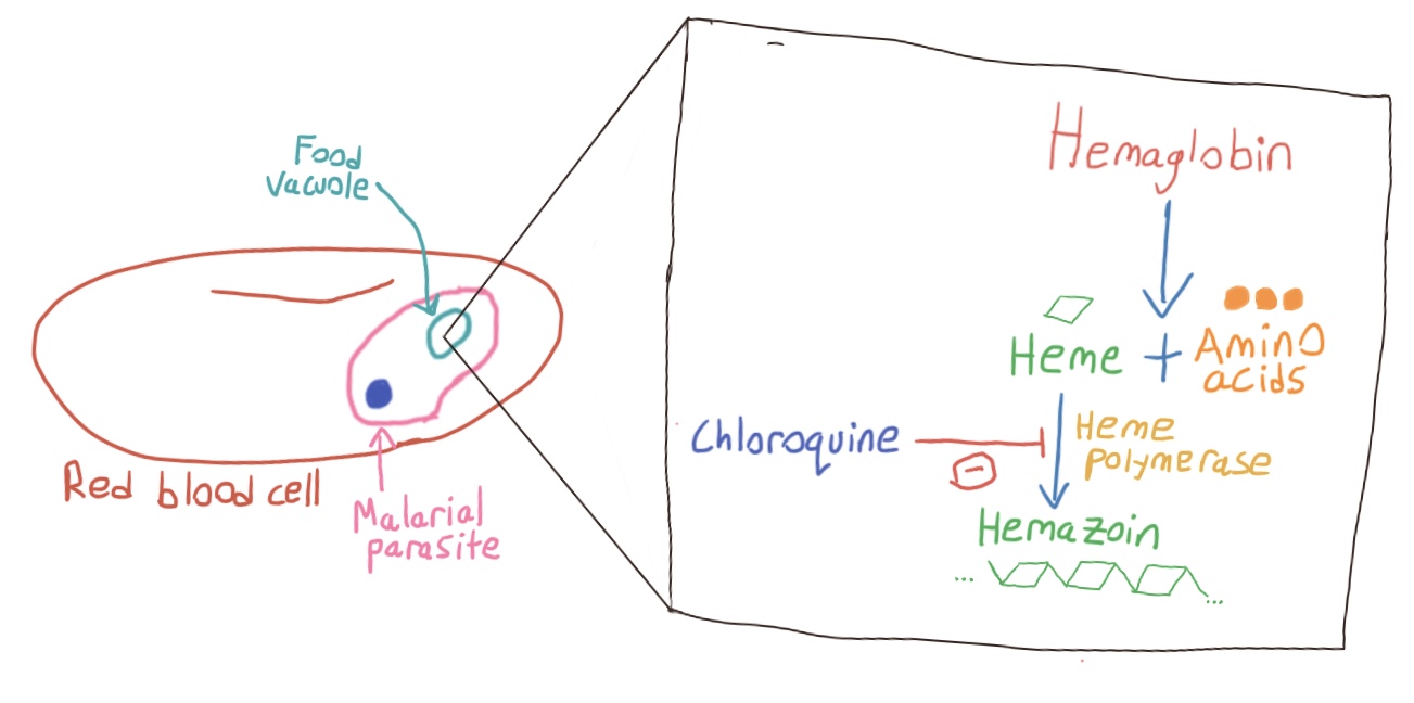 Diagram of chloroquine's effects in malaria.