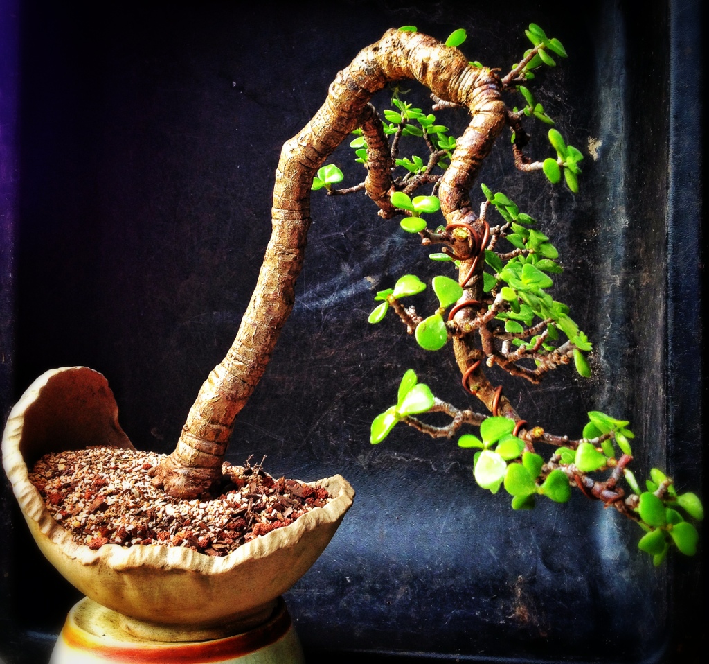 Dwarf Jade Portulacaria Afra Adam S Art And Bonsai Blog