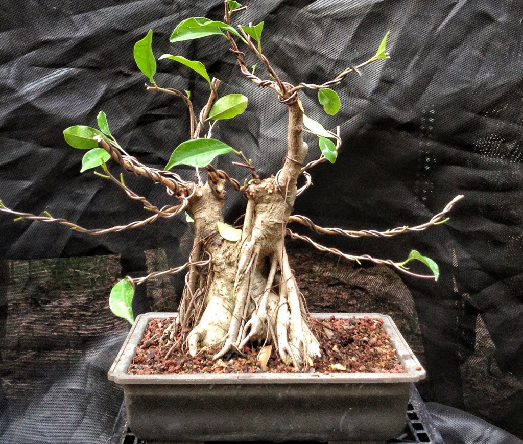 This Was A Ginseng Ficus Now Please Stop Saying They Re Not Good Bonsai Subjects Adam S Art And Bonsai Blog