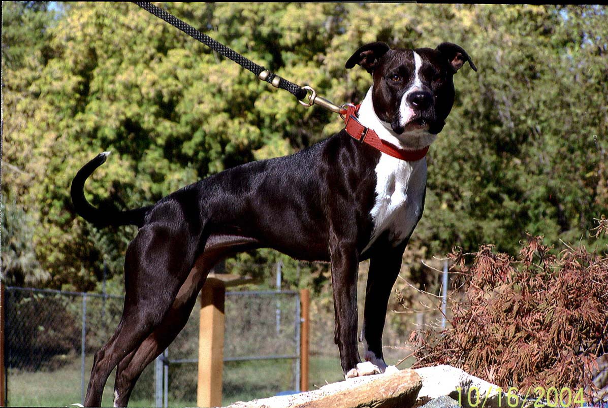 Pitbull puppies for sale in md craigslist pitbull puppies for sale in baltimore maryland blue pitbull puppies for sale in maryland purebred pitbull puppies . American Pit Bull Terrier Color Chart - American Dog Breeders Assoc.