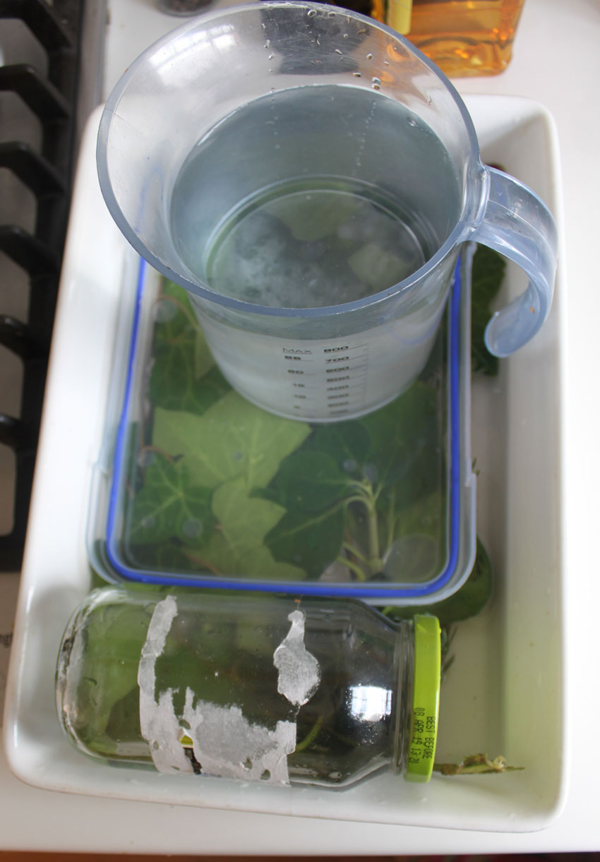 Glycerin preserved leaves