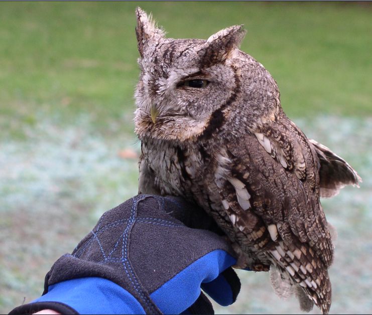 How much do you know about owls? Screech Owl