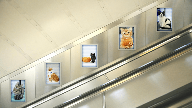 London underground ad screen mockup made by graphic shelter and updated 4 months ago. Here S The Best Reason Yet To Put Cats On Every Ad Space In This London Tube Station