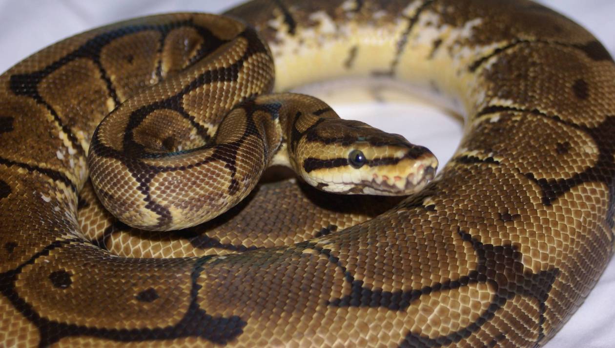 Python regius, champagne · 275,00 € . Togo : les pythons royaux menacés de disparition - L'actualité africaine