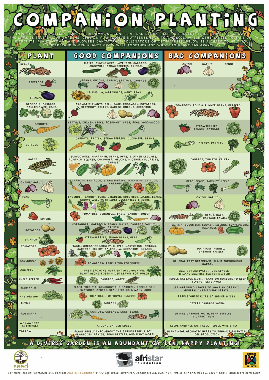 companion planting chart to help with your veggie gardens r gardening