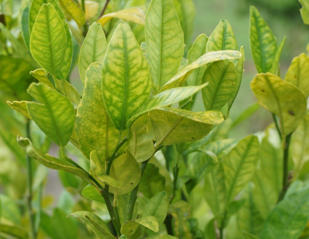 HLB Found in California Citrus Birthplace | AgNet West