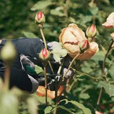 How to Deadhead Roses to Keep Them Blooming