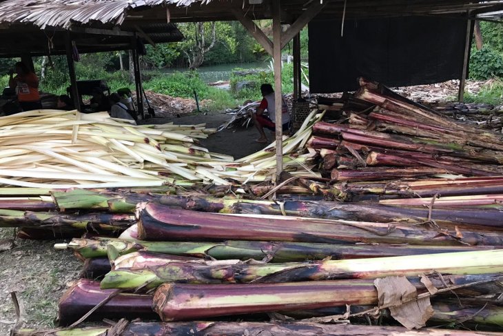 Kementerian Pertanian Lepas Tiga Varietas Unggul Pisang Abaka – AgriFood.id