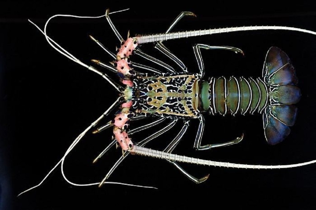 Enam Spesies Lobster Air Laut di Indonesia - AGRIKAN