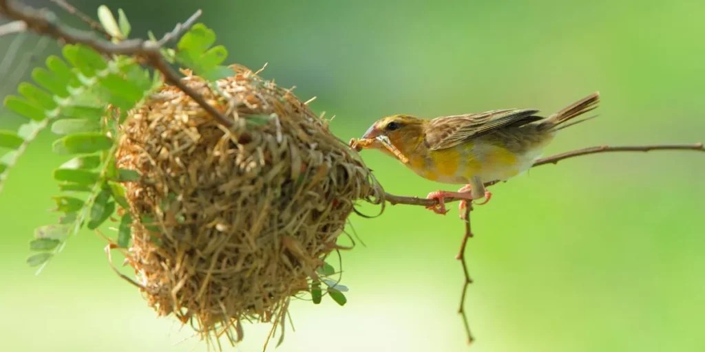 How to Keep Your Bird’s Environment Enriching and Safe How to Keep Your Bird’s Environment Enriching and Safe