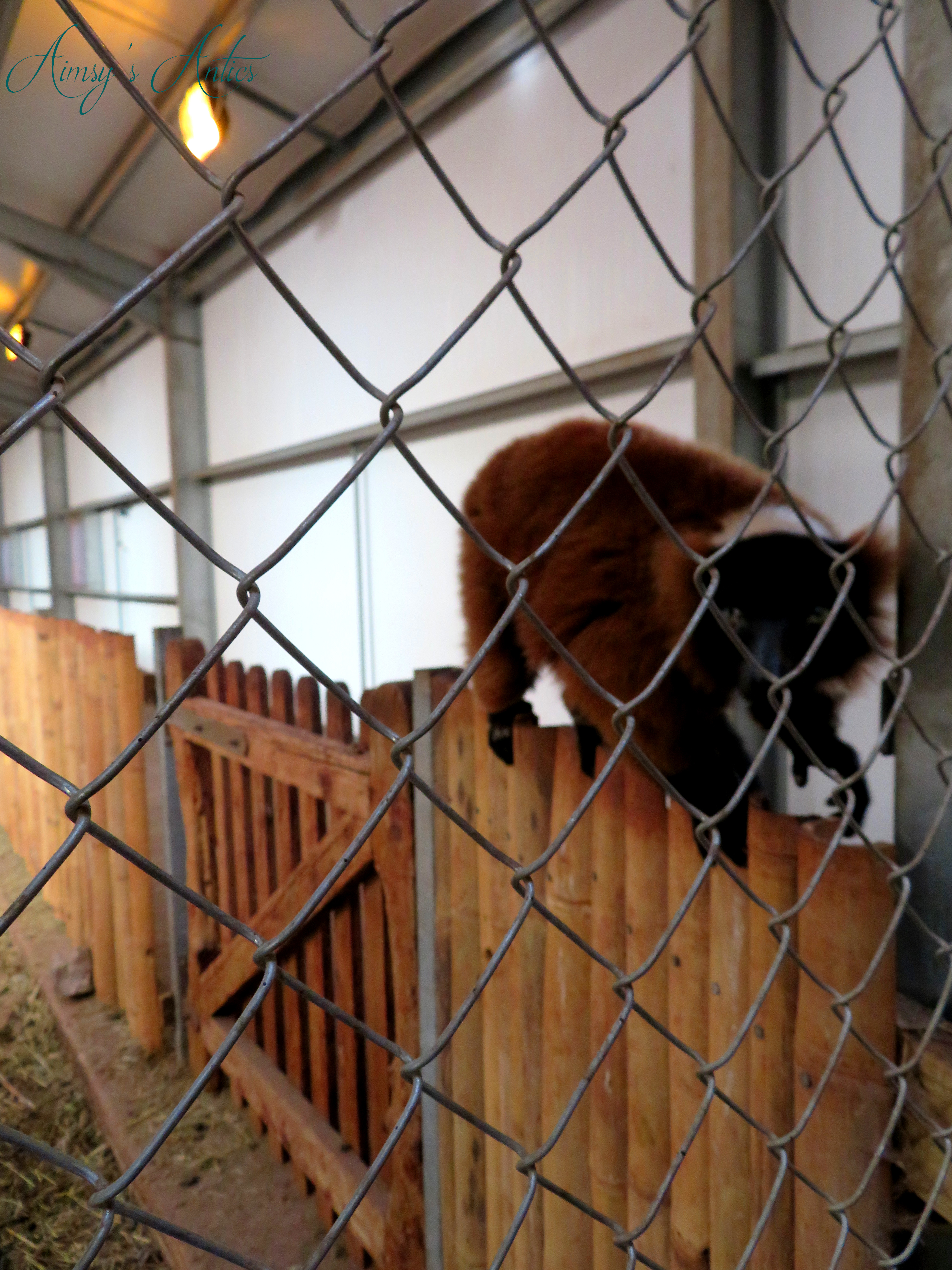 Lemur walking along a fence at the inside enclosure of the South Lakes Safari Zoo.