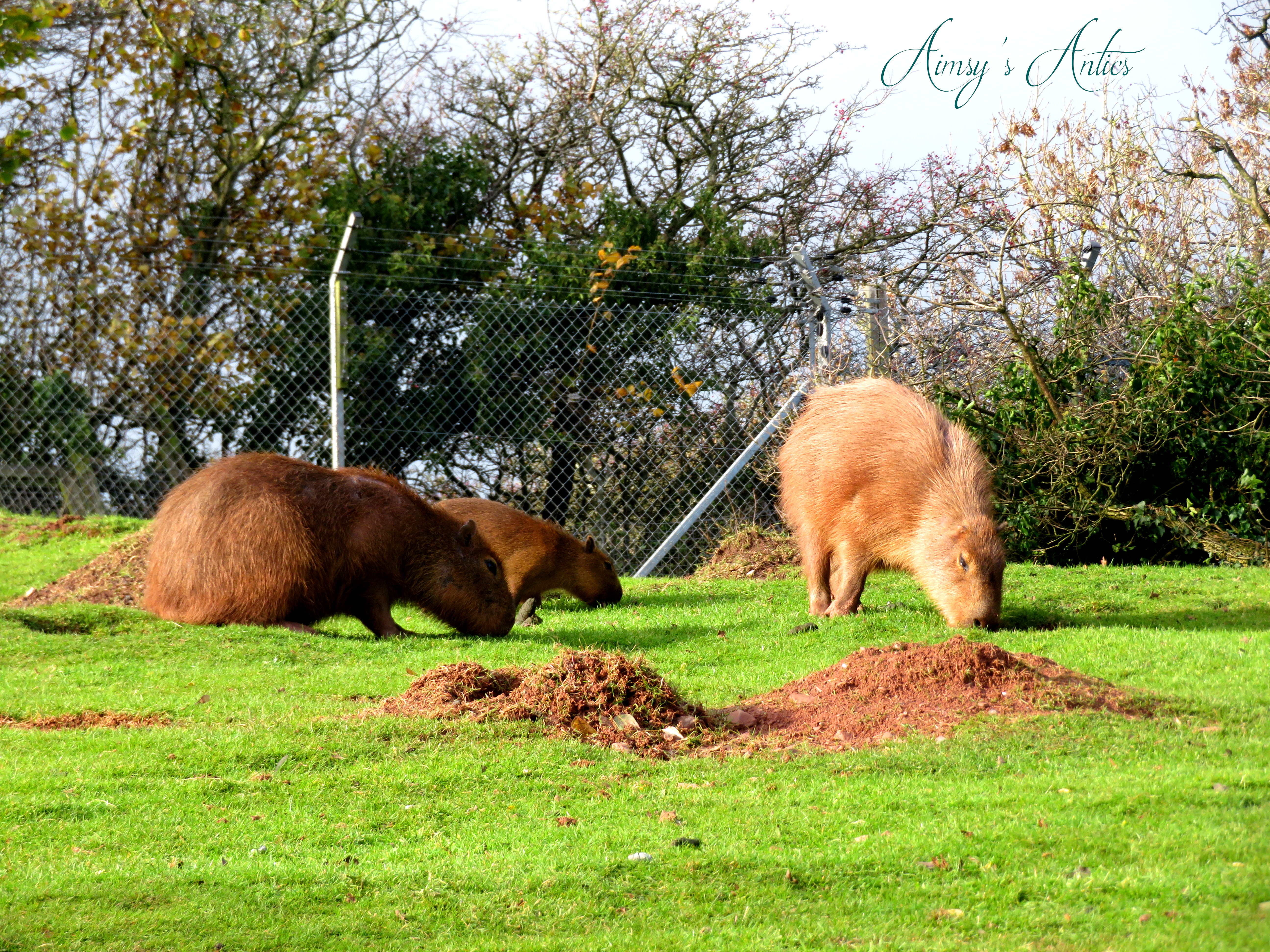 Three Capybara grazing at South Lakes Safari Zoo
