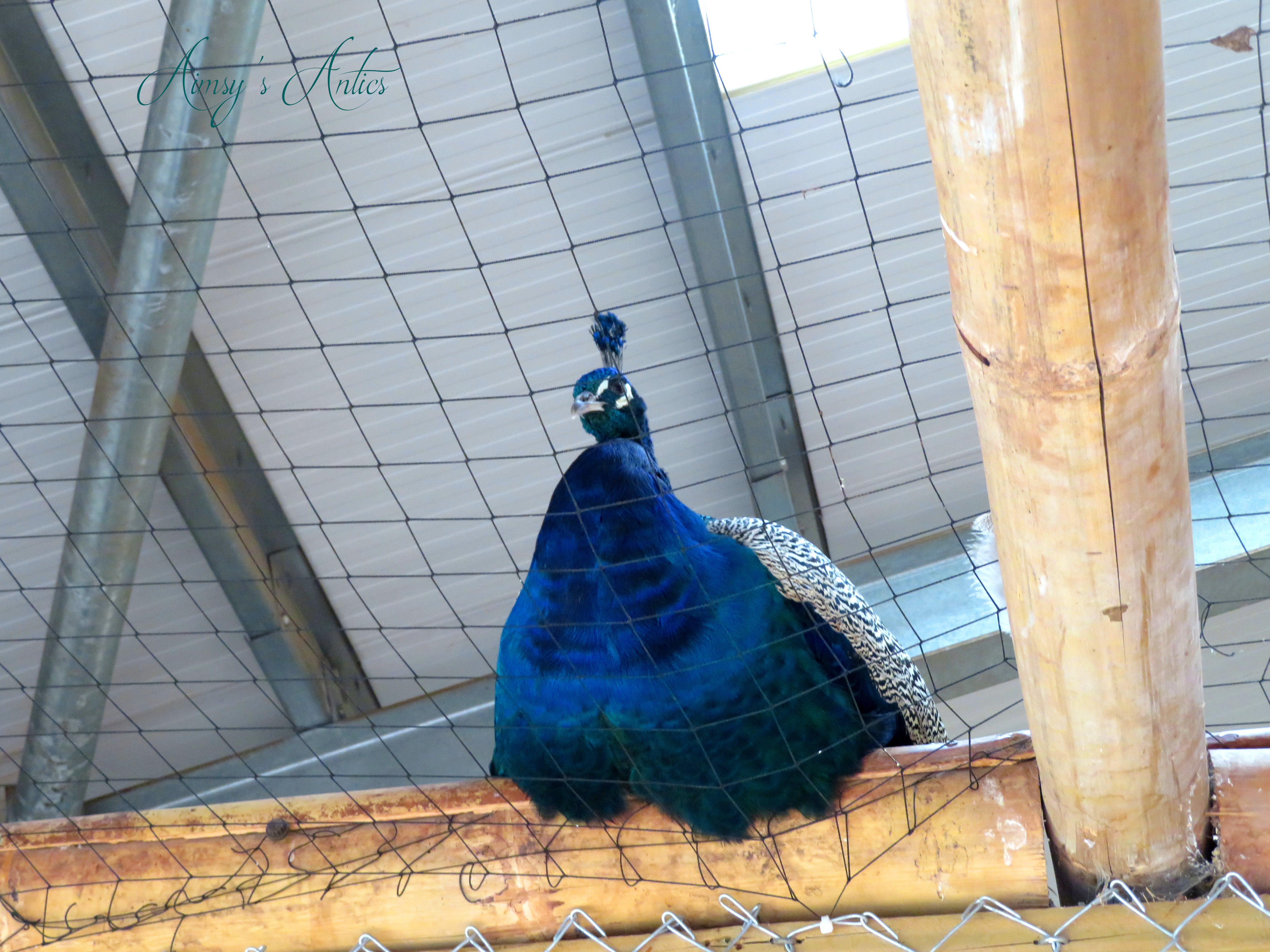 Blue peacock in the inside enclosure at the South Lakes Safari Zoo.