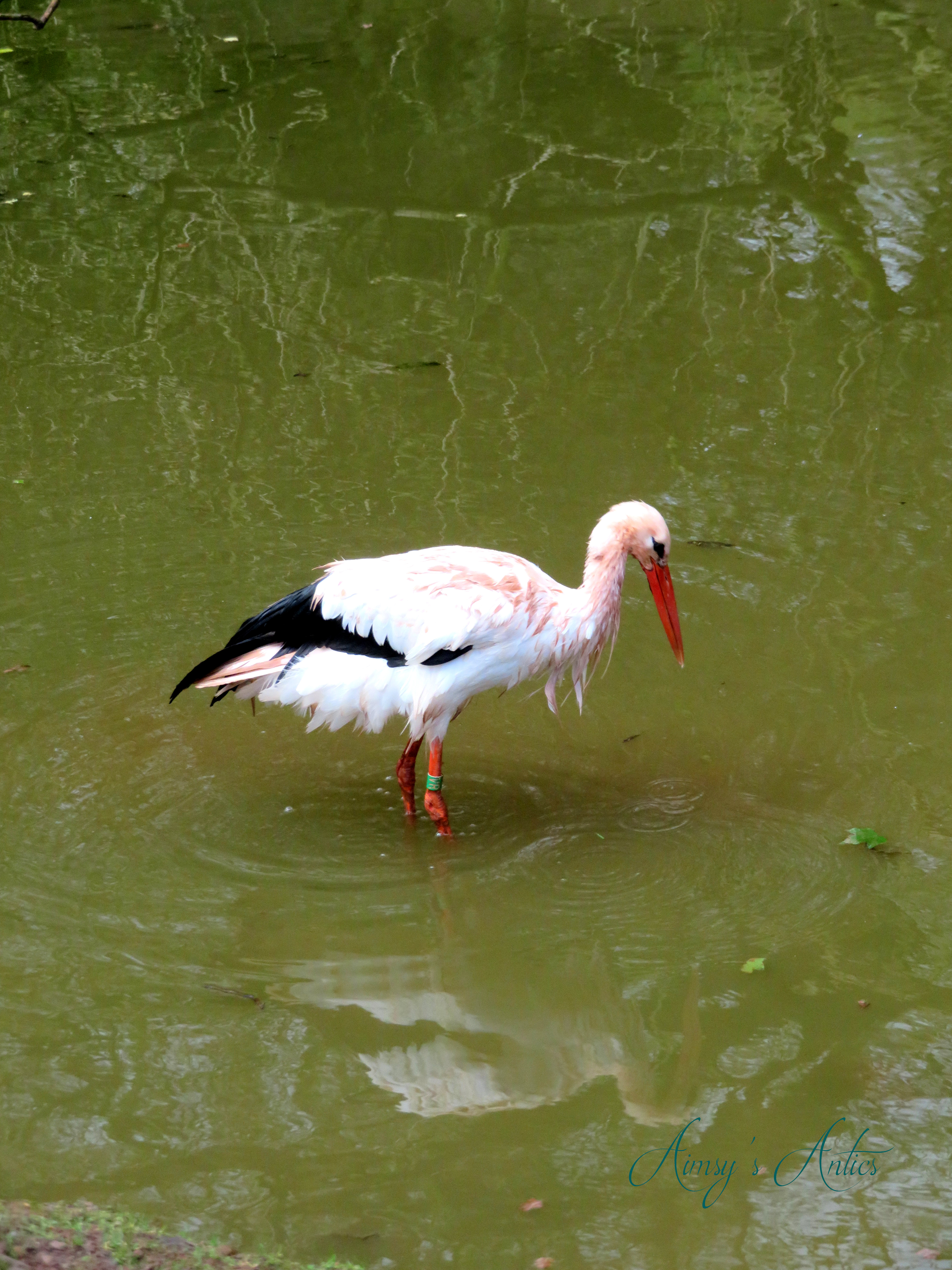 A stork in the pond at South Lakes Safari Zoo.