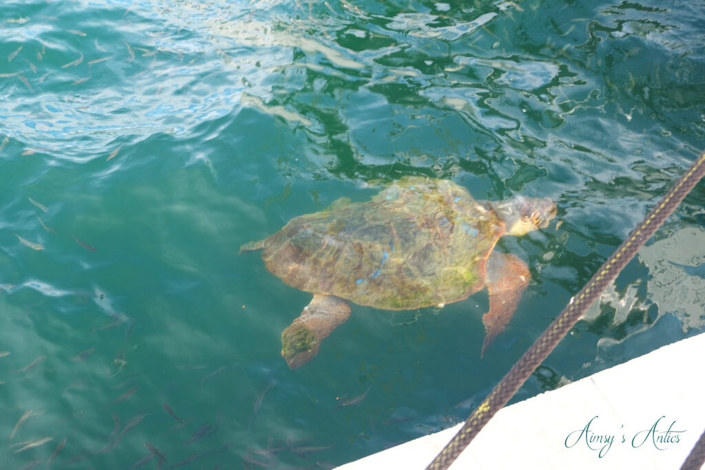 Turtle swimming near the surface of the water in Argostoli, Kefalonia