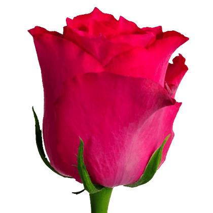 Pink Rhodos - Standard roses - Aisha Flowers
