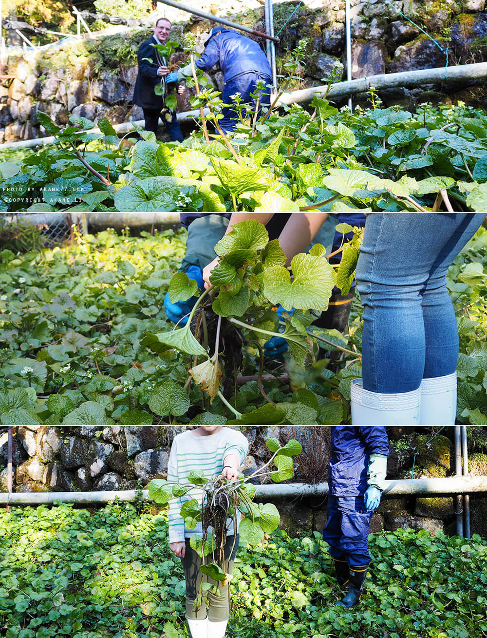 靜岡伊豆⎮2天1夜輕旅行 賞櫻x海景美食x摘山葵體驗