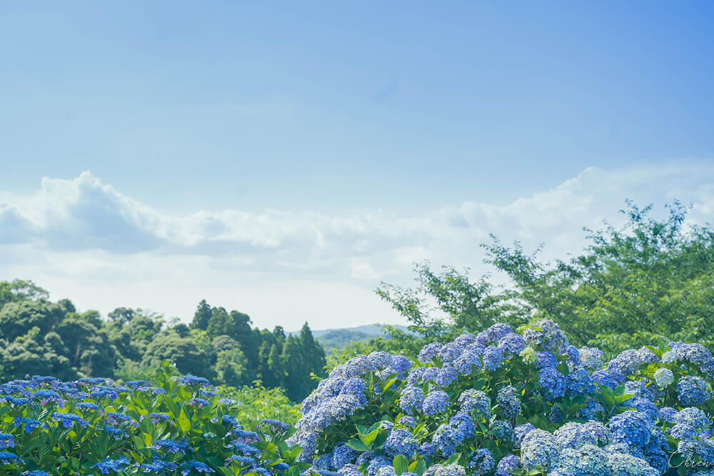 千葉縣賞花景點「野見金公園」繡球花花海絕景！