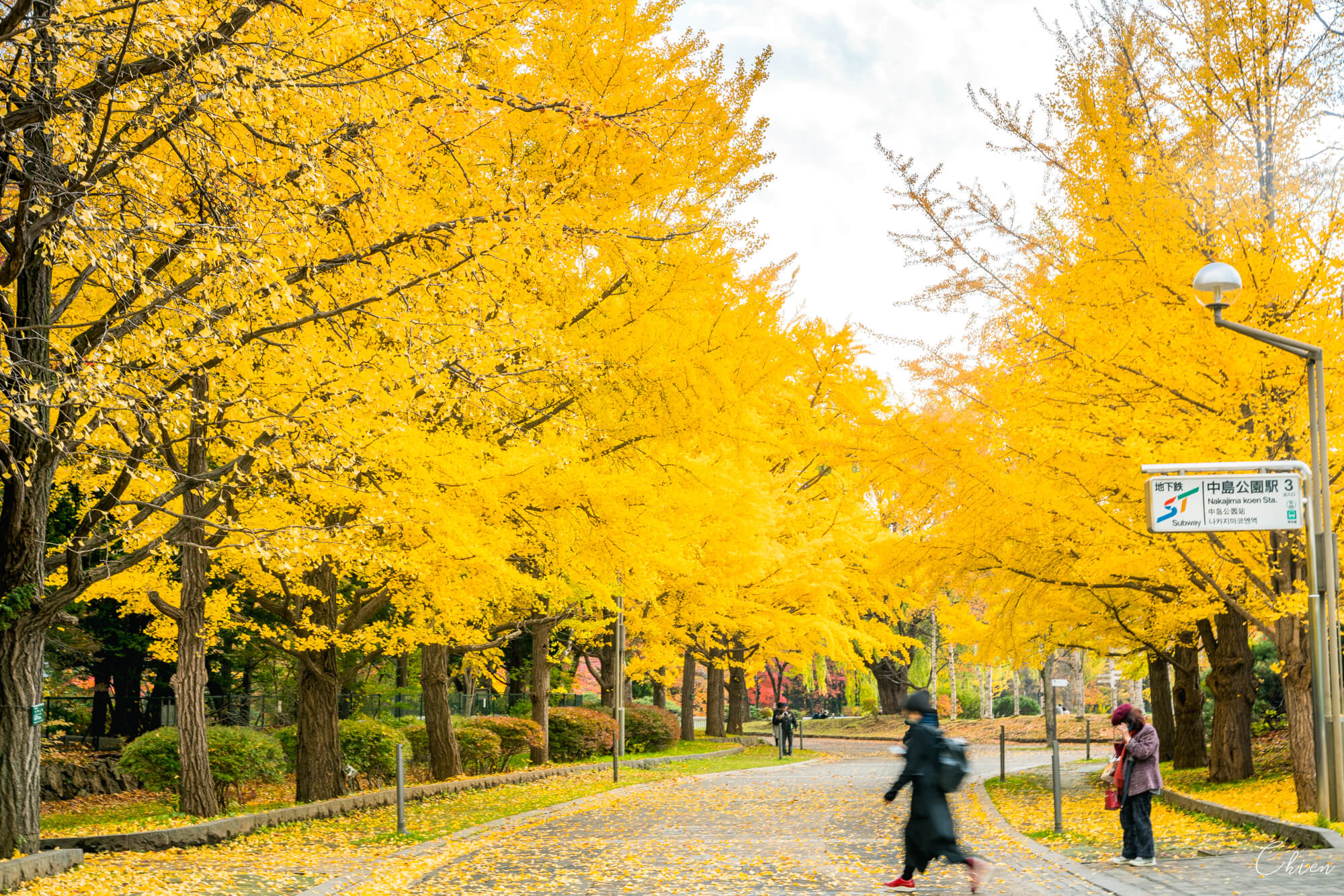 中島公園 札幌銀杏景點