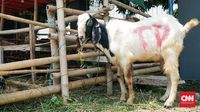 Menag Larang Pembagian Kupon Daging Kurban saat PPKM Darurat