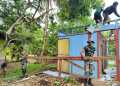 Membangun Kebersamaan di Wilayah Perbatasan RI-PNG, Satgas Pamtas Yonif 726/Tml Hadir Membantu Membongkar Rumah Warga