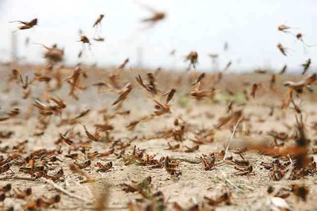 بعد الحوثي.. الجراد يهاجم محافظة الجوف ويأكل الأخضر واليابس.