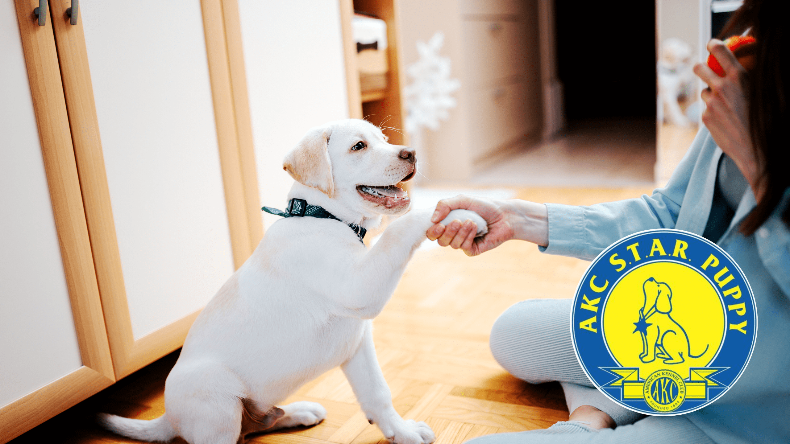 Blog Alaska Dog Works