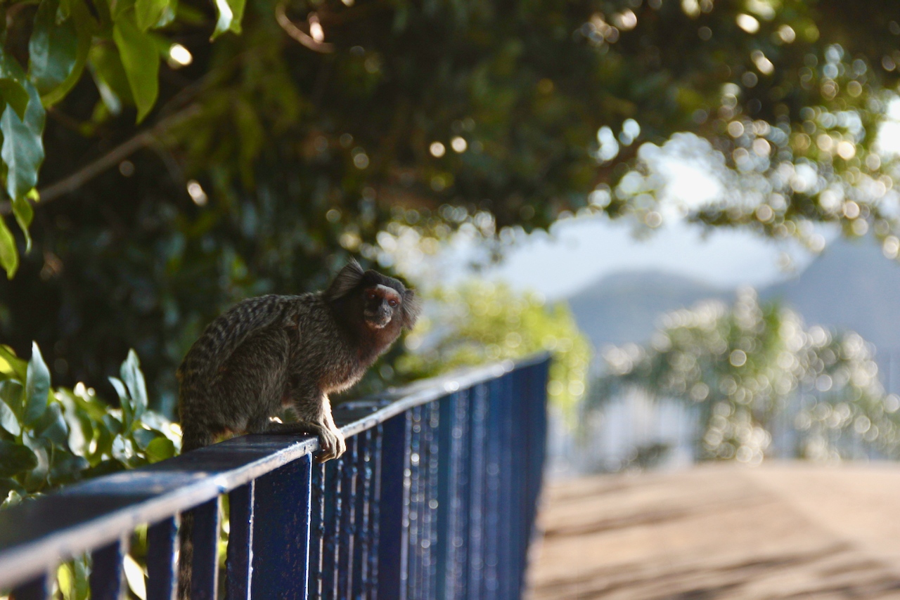 sagui no forte do leme