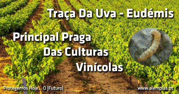Como Identificar A Traça Da uva