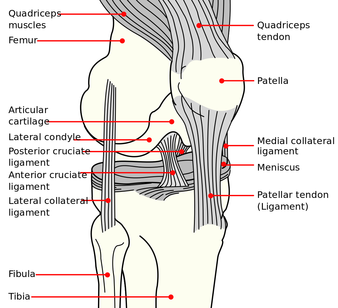 Ligaments of axis and occipital joint. anatomy and physiology lab i on openalg