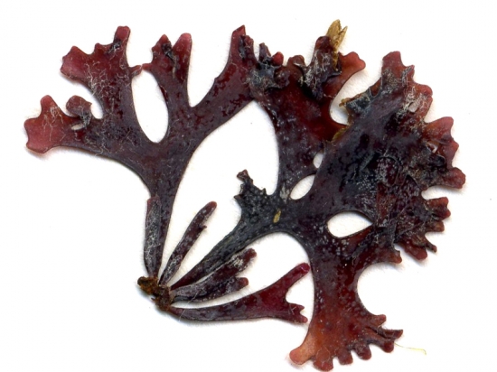 pics Chondrus Crispus alganex