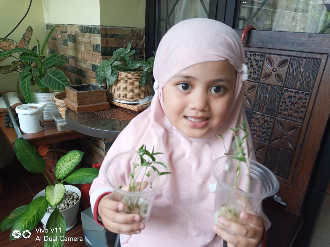 Science Project: Menanam Kecambah Bersama Ibu Guru Di Rumah | AL HARAKI –  Sekolah Islam Terpadu