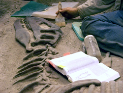Fossil of triceratops