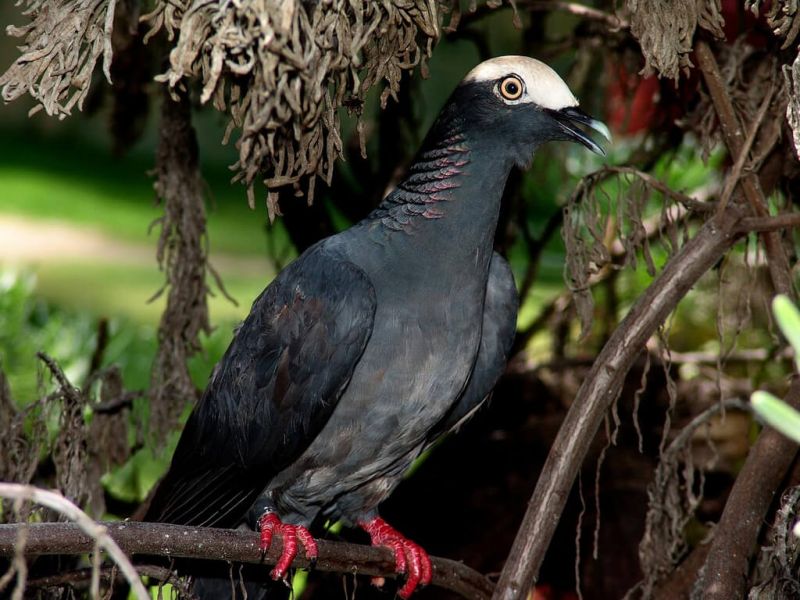 Burung puyuh jantan dewasa di tokopedia ∙ promo pengguna baru ∙ cicilan. Gambar Burung Dara, Merpati, dan Sejenisnya Â» alihamdan