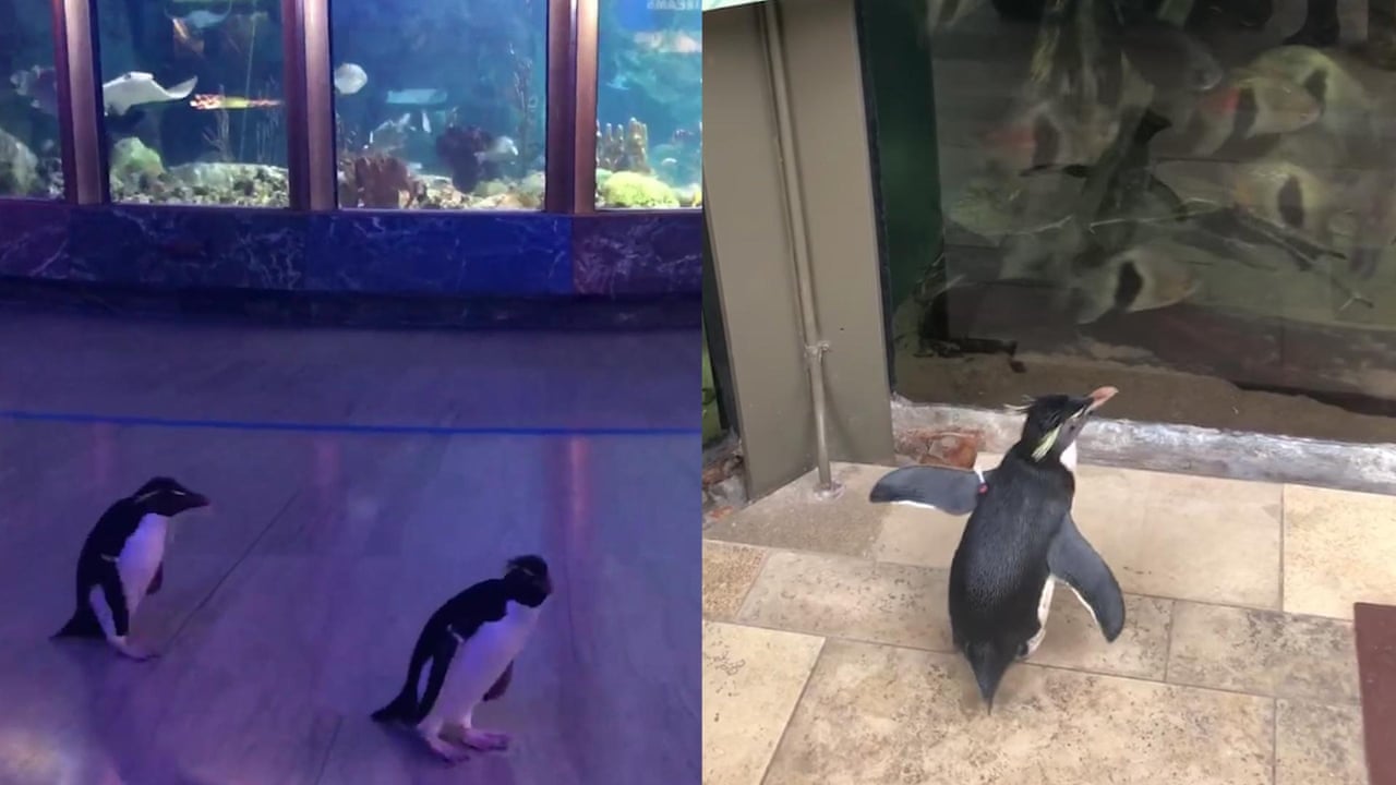 Shedd aquarium went viral on twitter after employees posted videos of their penguins exploring the empty building. Penguins Openly Explore Chicago Aquarium When It Was Closed Due To Coronavirus Outbreak