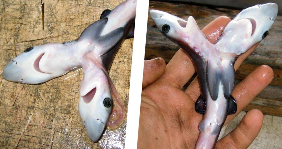 At this point, i started to sweat and the color faded from my face. Rash Of Two-Headed Sharks Astounds Scientists