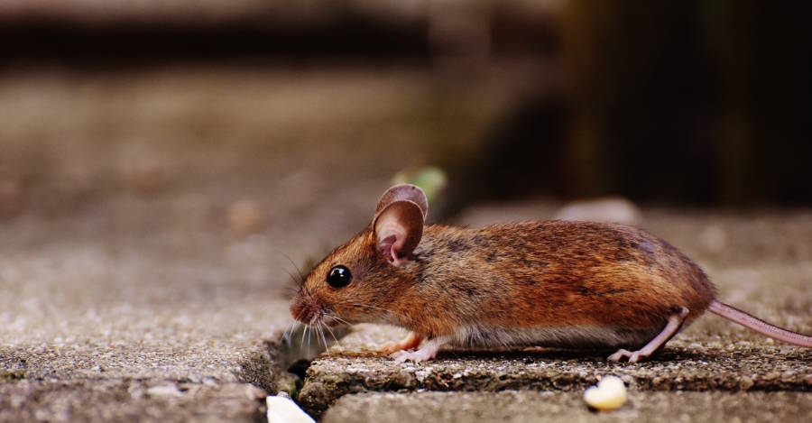I recently noticed a few cra. Mice Fall From Chipotle Ceiling In Latest Hygiene Fail For