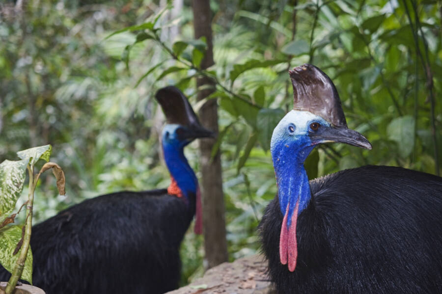 Explore resources and articles related to the human body's shape and form, including organs, skeleton, muscles, blood vessels, and more. Study Suggests Early Humans Tried Domesticating Cassowaries