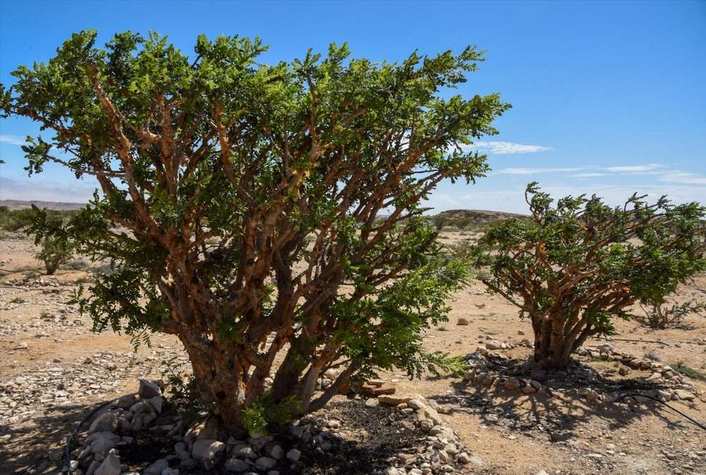 إنجاز تاريخي: سلطنة عُمان تسجل اللبان رسمياً في منظمة الملكية الفكرية إنجاز تاريخي: سلطنة عُمان تسجل اللبان رسمياً في منظمة الملكية الفكرية