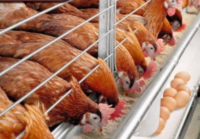 انخفاض أسعار الدواجن والبيض في مصر يثير جدلا بشأن &laquo;&nbsp;نظام الطيبات&nbsp;&raquo;