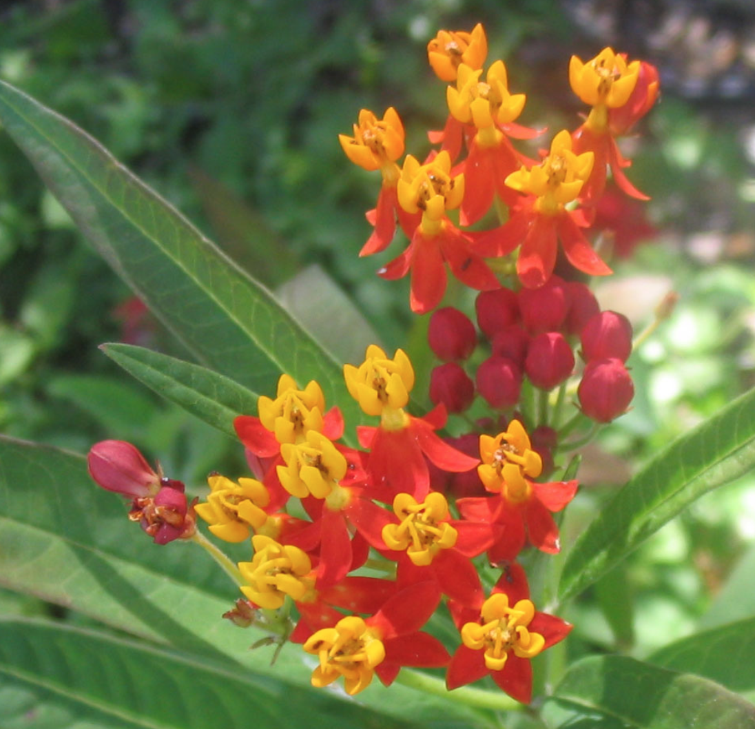 Asclepia las plantas de las mariposas monarcas