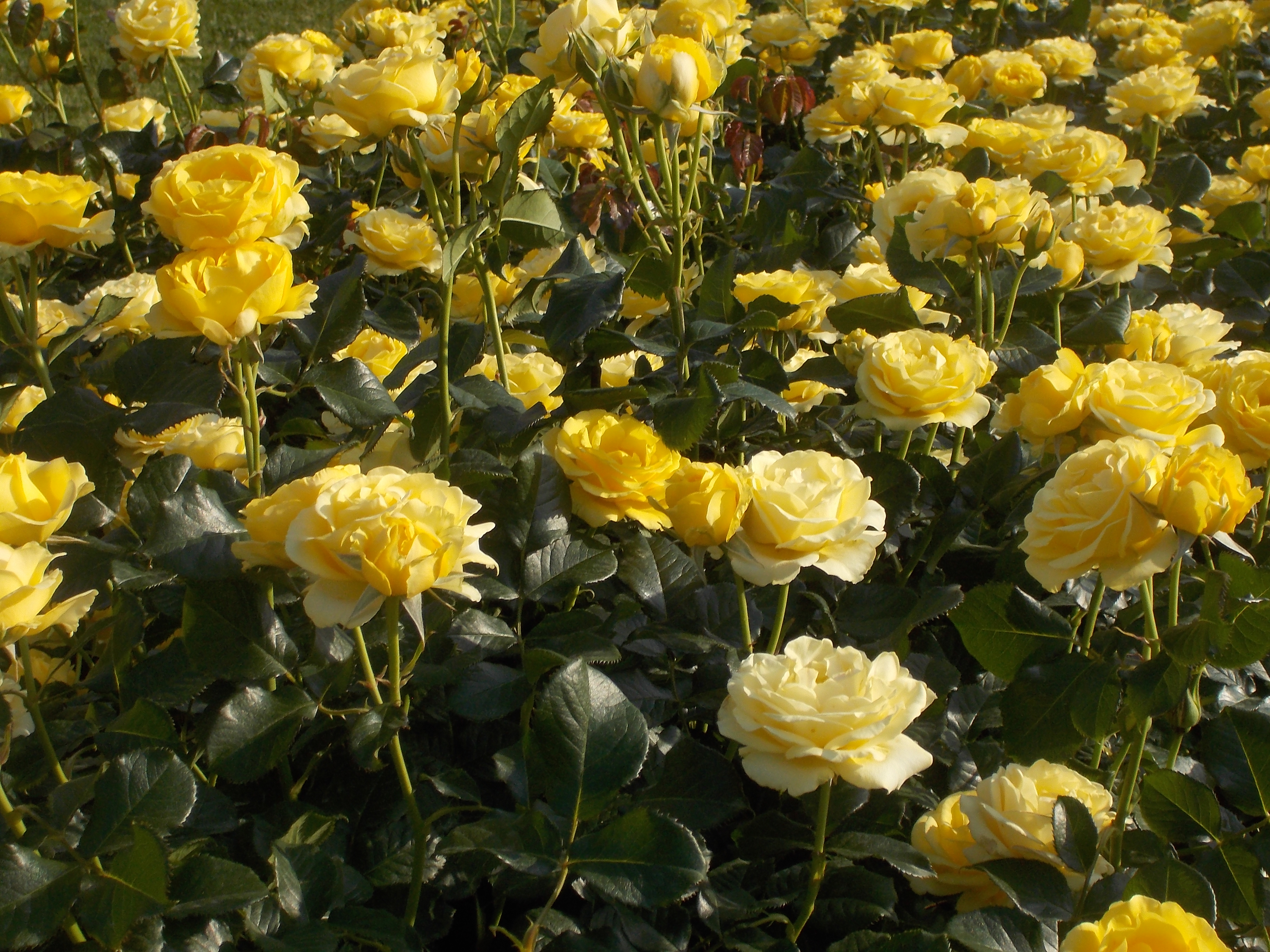5 = rich & heady; Field Of Roses The Amazing Bird Collection